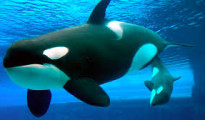 ballenas