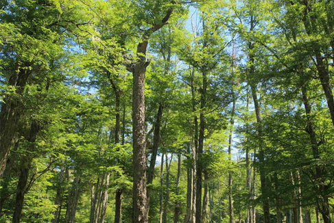 bosque-forestal-chile