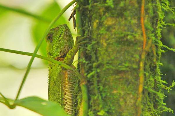 Una iguana Guichenot (Enyalioides laticeps) vista en un árbol en Llumuchaurco, en el Parque Nacional Yasuni de Ecuador, en la provincia de Orellana, el 15 de junio de 2012 (AFP/AFP/Archivos)