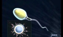 esperma