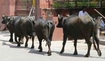 peleas-animales-calor-india